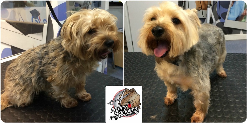 Best Barkers Dog Grooming of all time Learn more here 